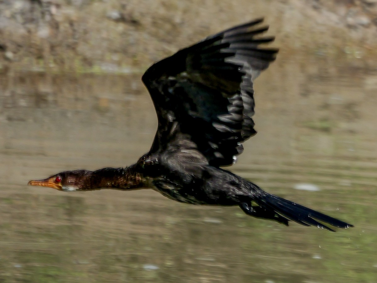 アフリカコビトウ - ML644505886