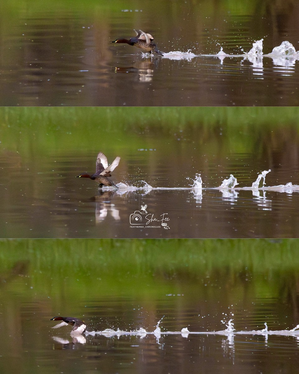 小鸊鷉 - ML644505887