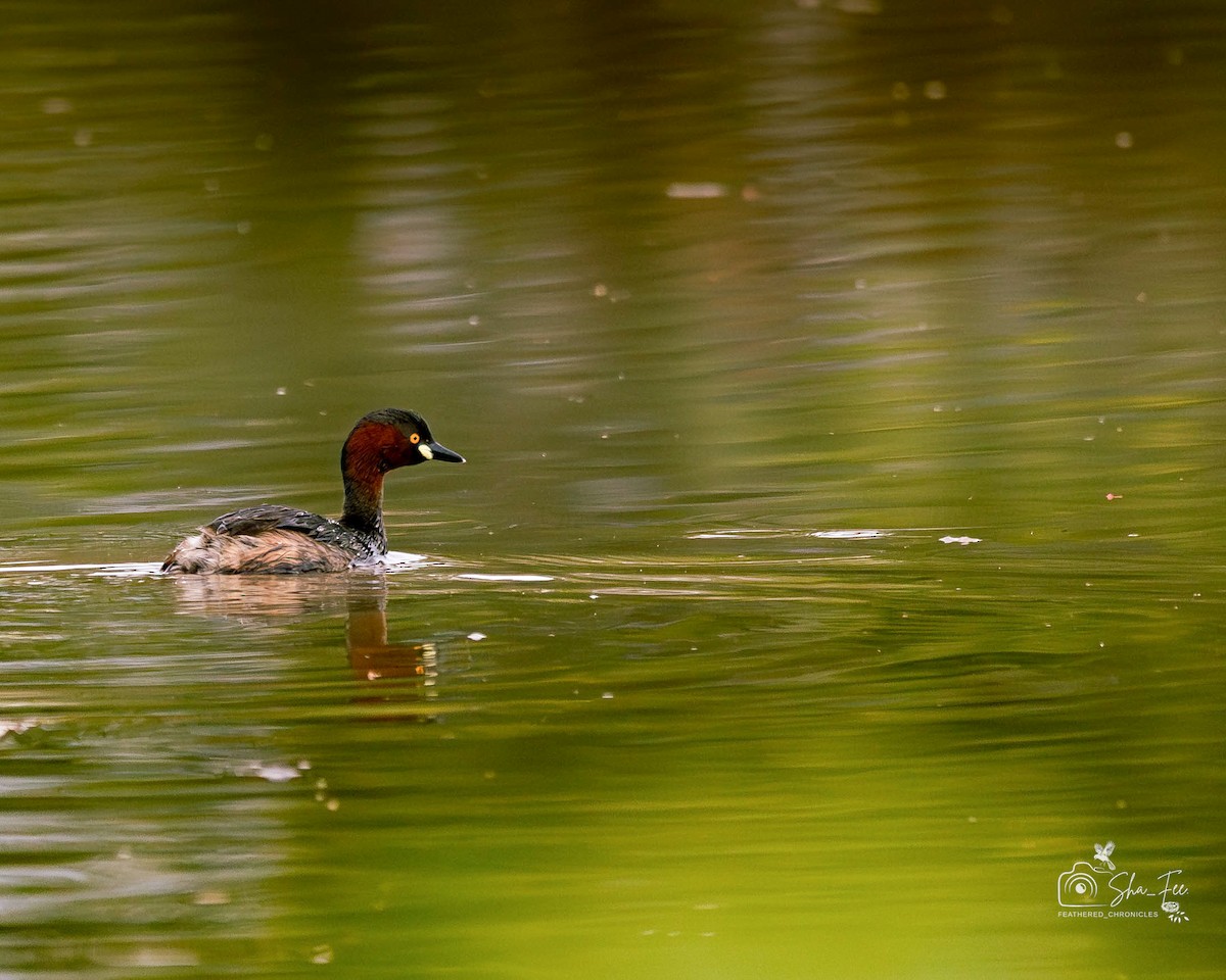 小鸊鷉 - ML644505888