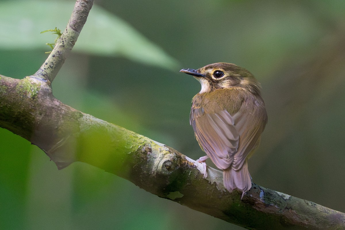 White-throated Spadebill - ML644505889