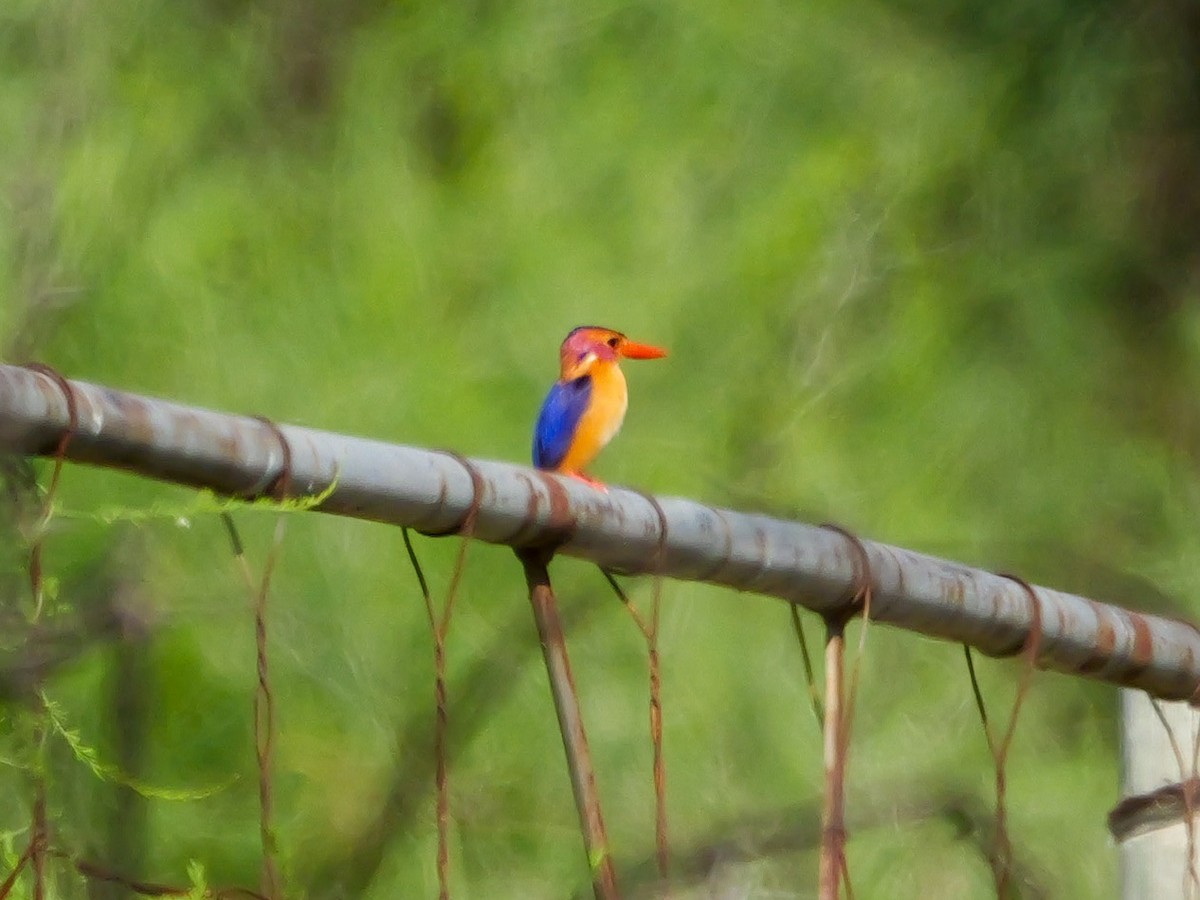 ヒメショウビン - ML644505894