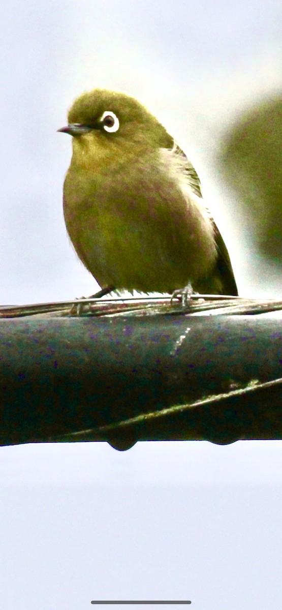 Anteojitos Japonés - ML644505895