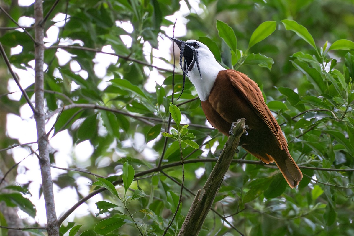 Araponga tricaronculé - ML644505901