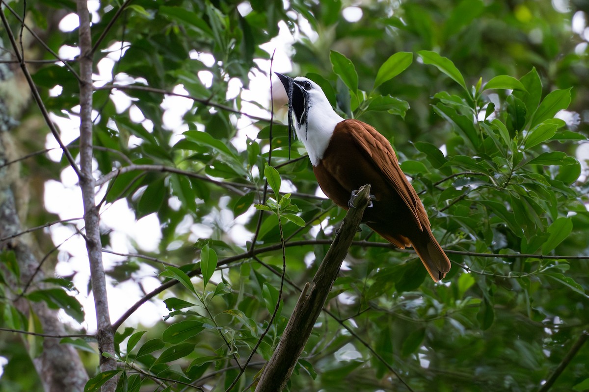 Araponga tricaronculé - ML644505902