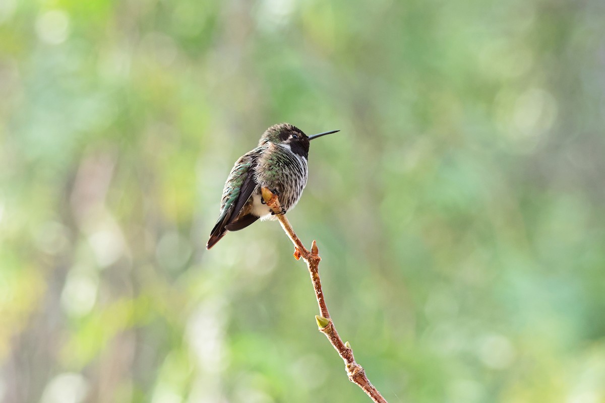Anna's Hummingbird - ML644505905
