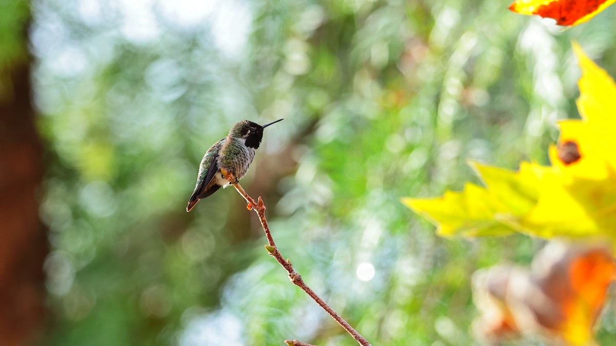 Anna's Hummingbird - ML644505906