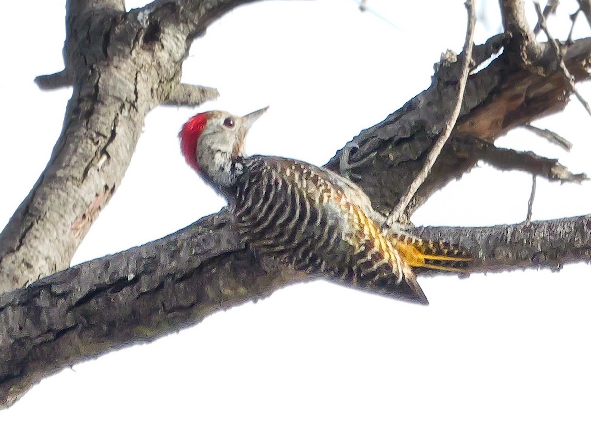Cardinal Woodpecker - ML644505908