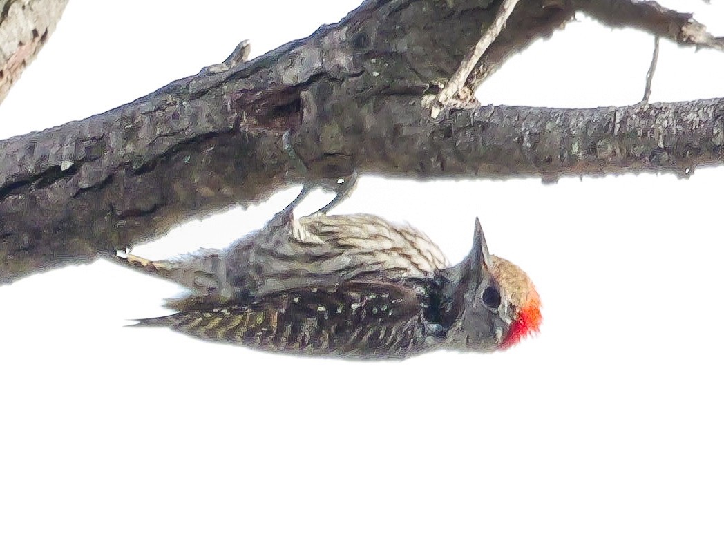 Cardinal Woodpecker - ML644505909