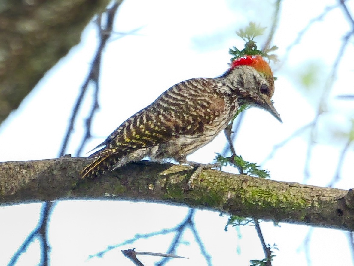 Cardinal Woodpecker - ML644505910