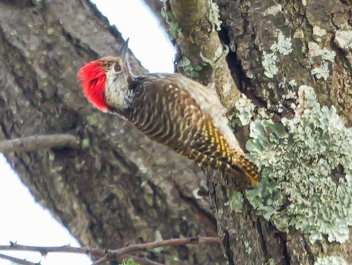 Cardinal Woodpecker - ML644505911