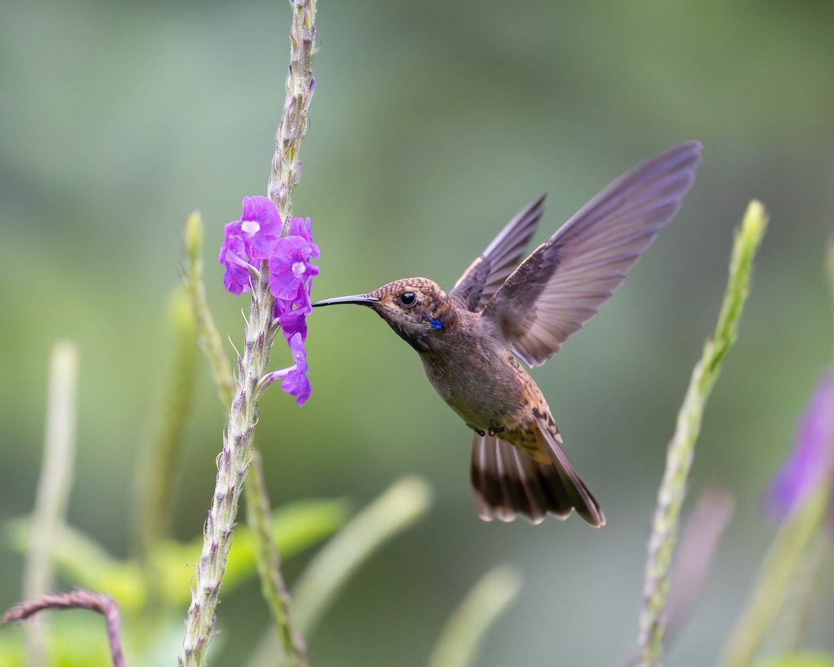 Brown Violetear - ML644505913