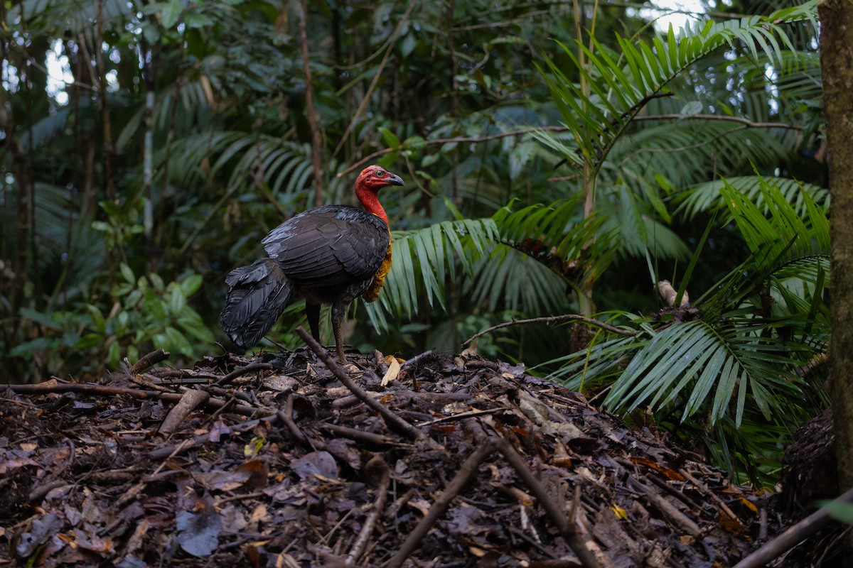Australian Brushturkey - ML644505915