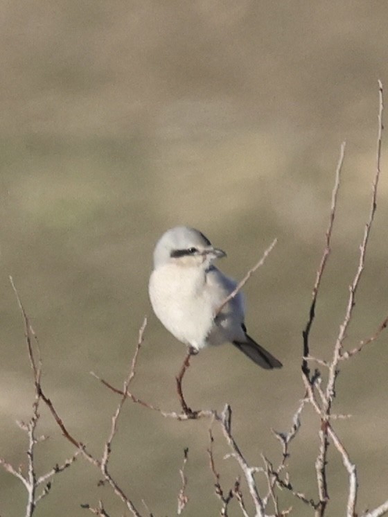 Северный сорокопут - ML644505917