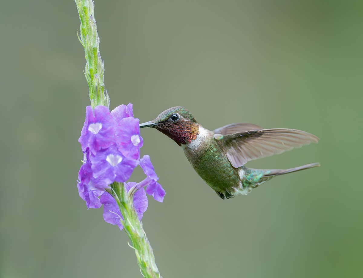 Amethyst Woodstar - ML644505918