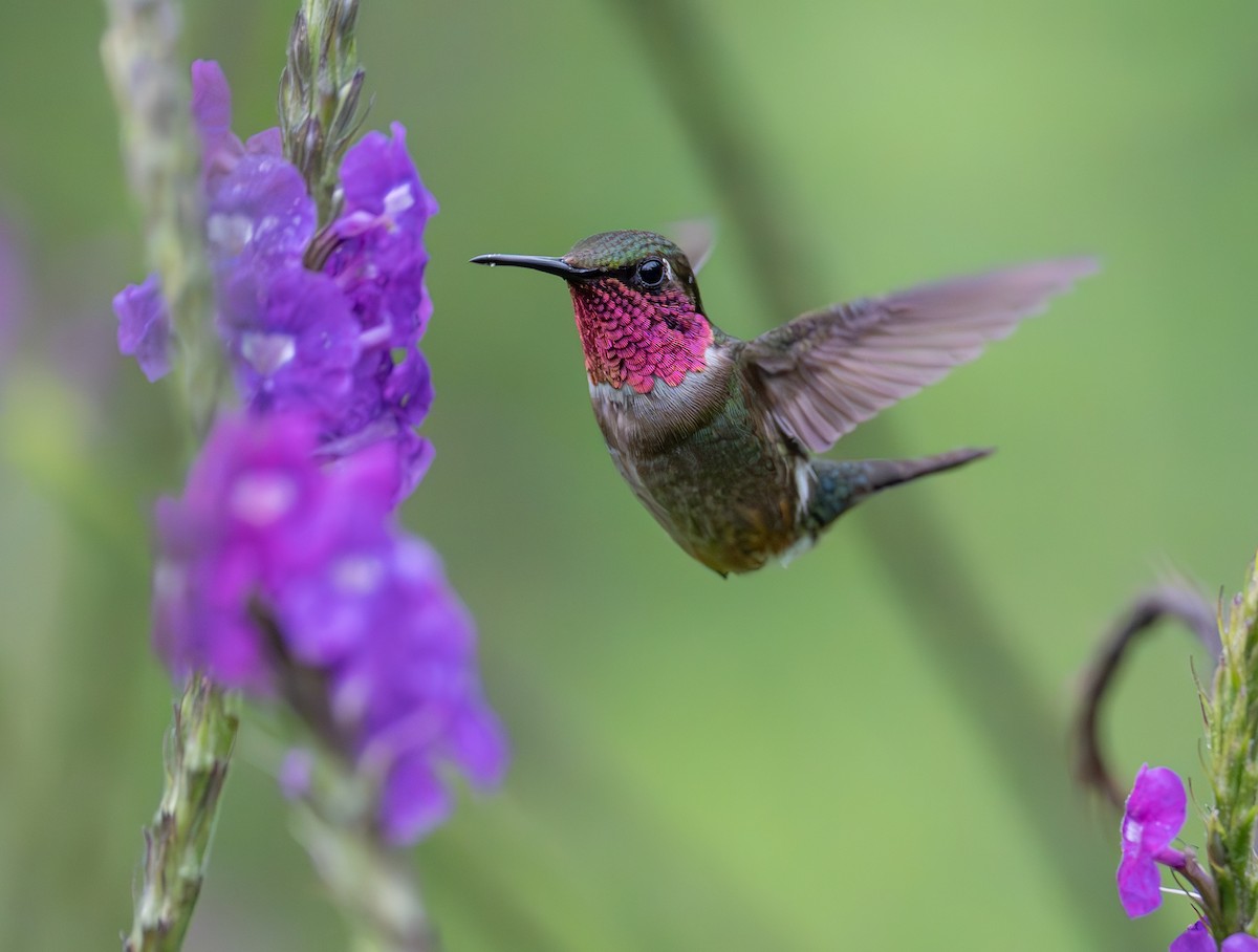 Amethyst Woodstar - ML644505919