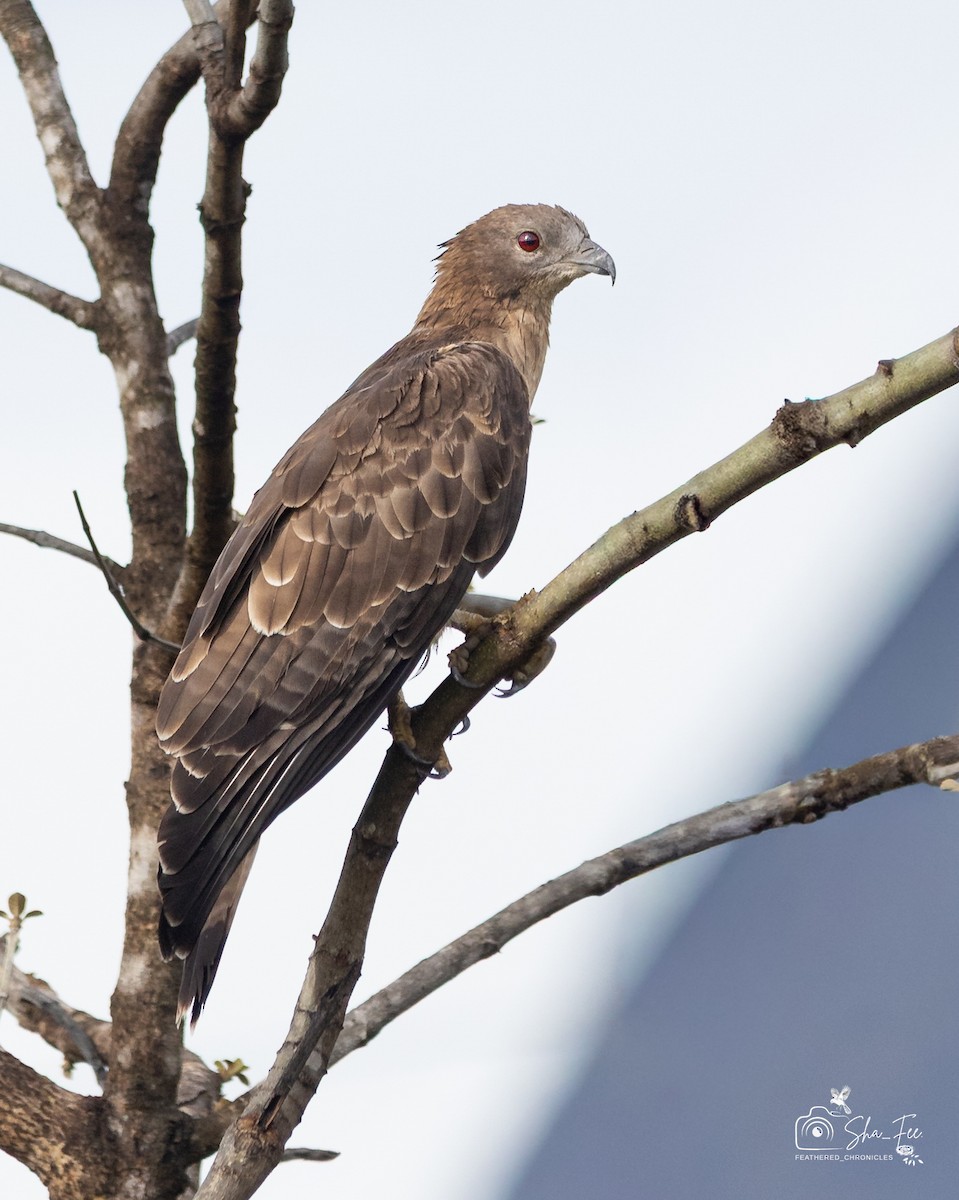 東方蜂鷹 - ML644505924