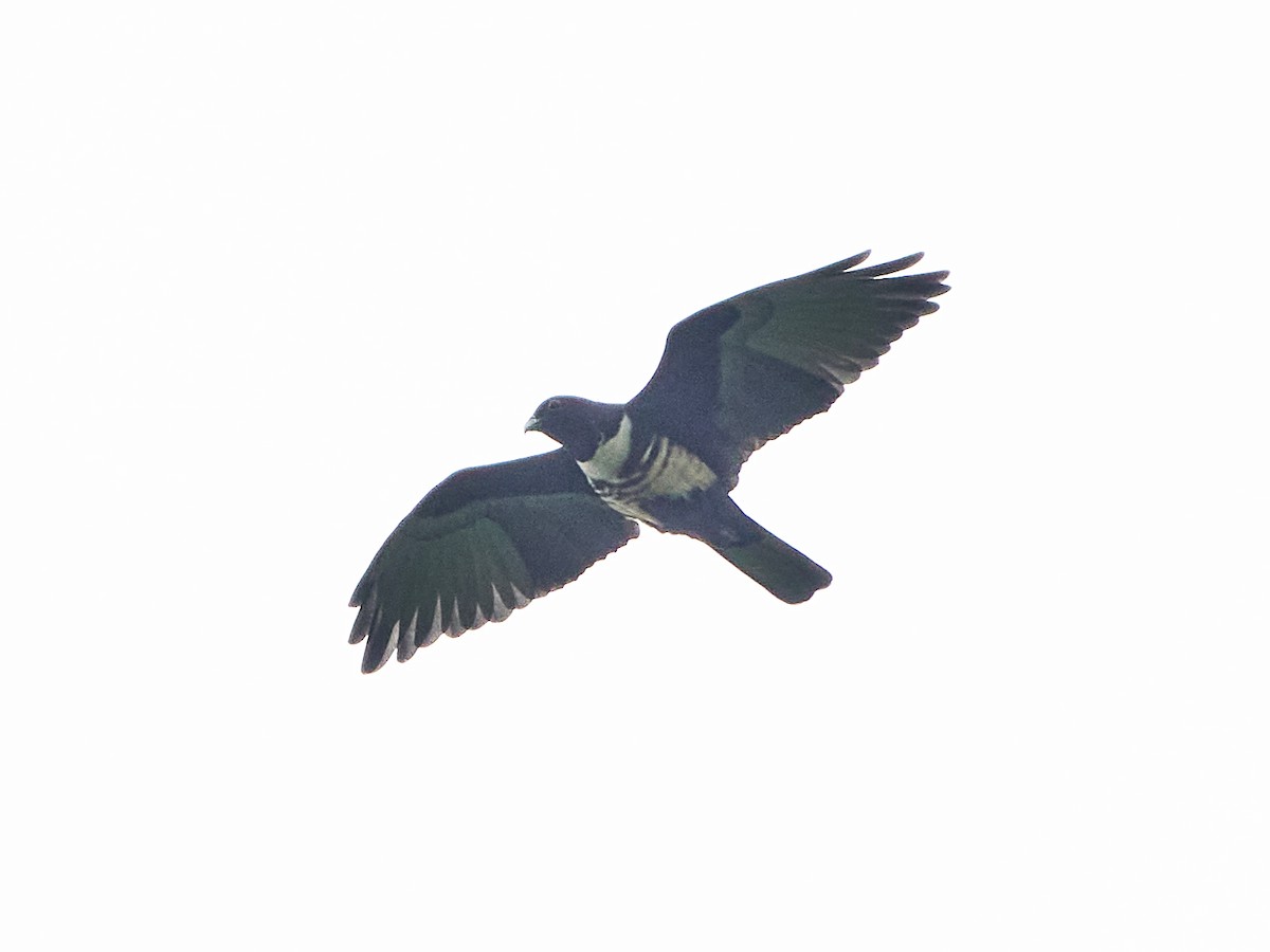 Black Baza - ML644505927