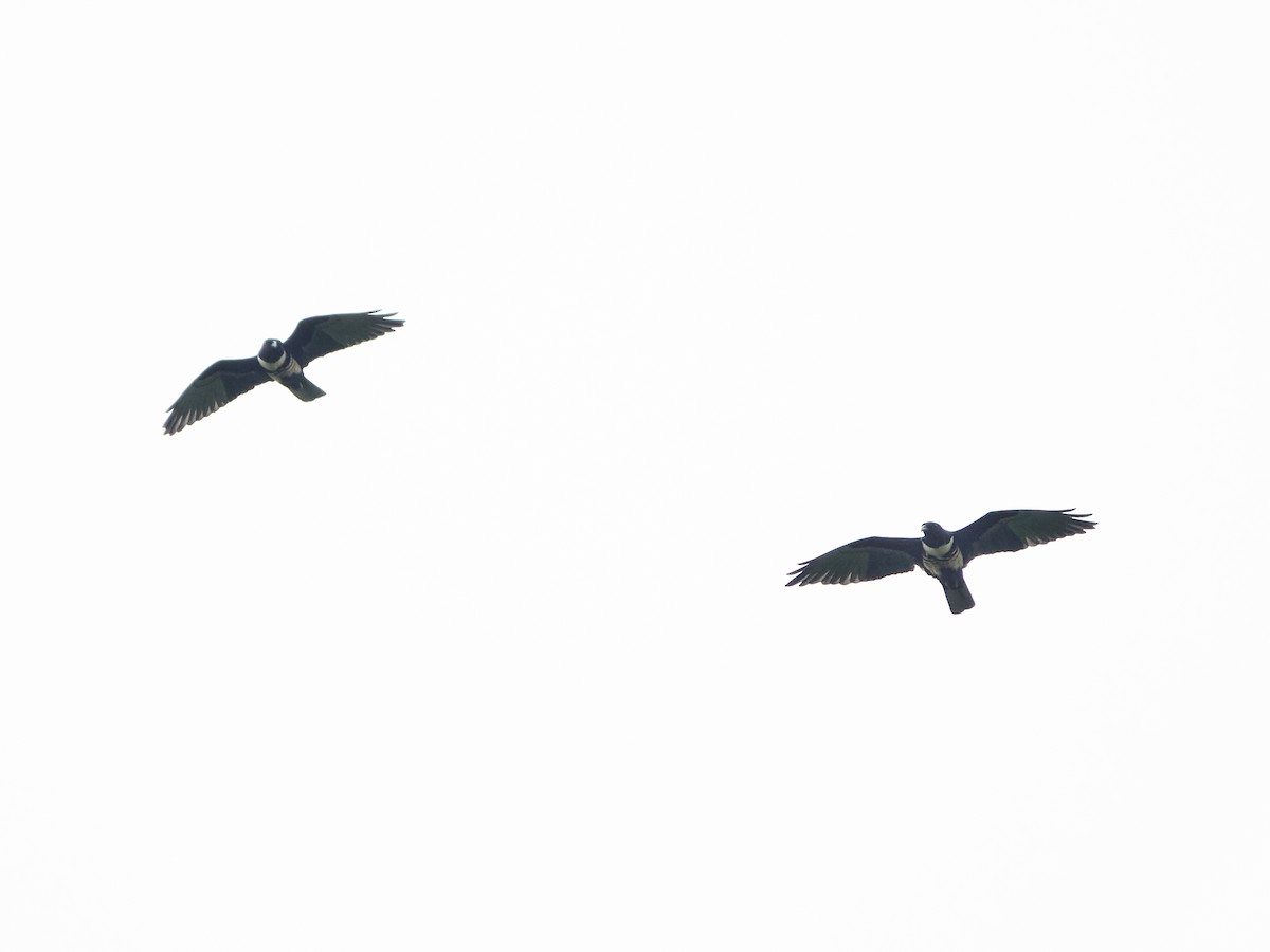 Black Baza - ML644505929