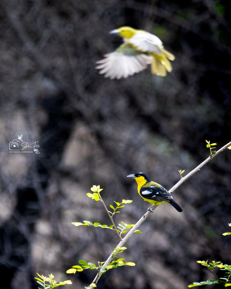 Common Iora - ML644505934