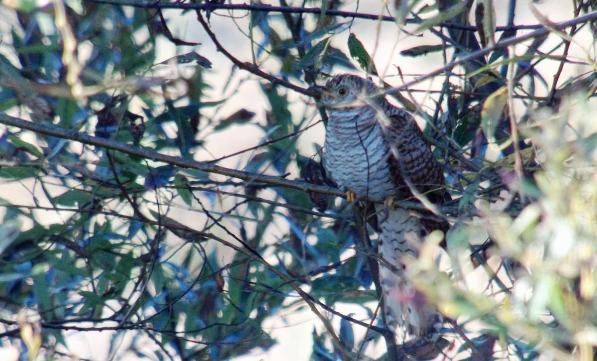 Cuculo - ML644505938