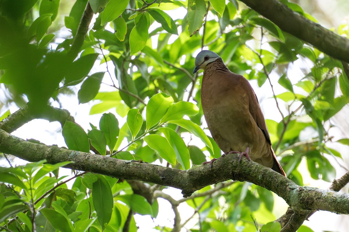 Chiriqui Quail-Dove - ML644505940