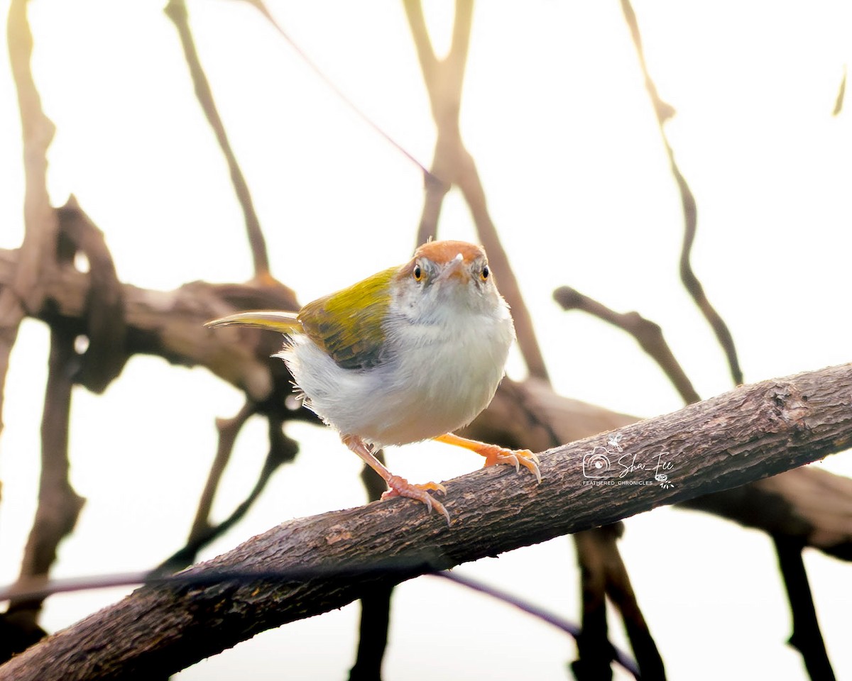 Common Tailorbird - ML644505947