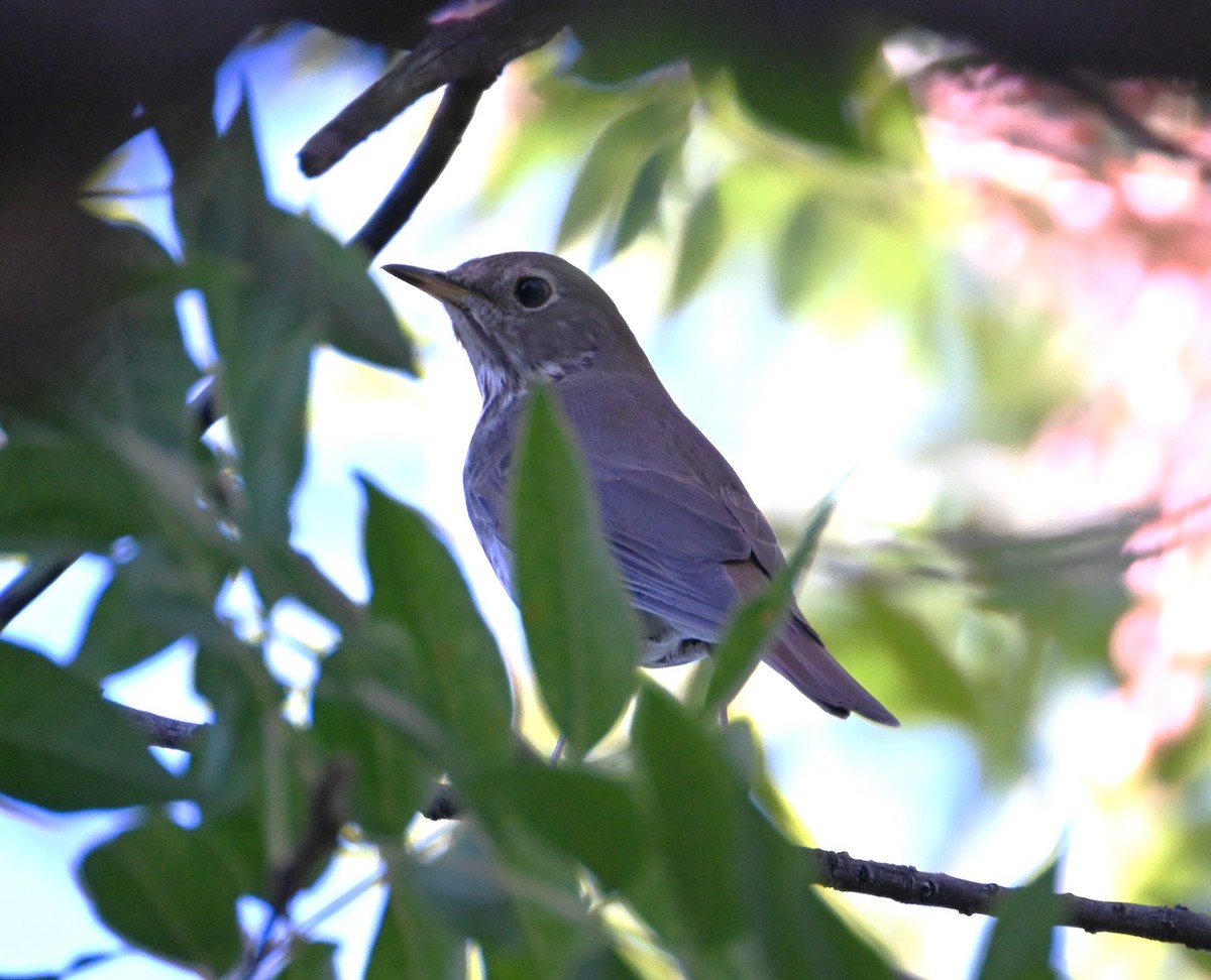 Grive solitaire - ML644505948