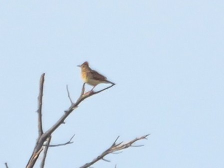 Rufous-naped Lark - ML644505951