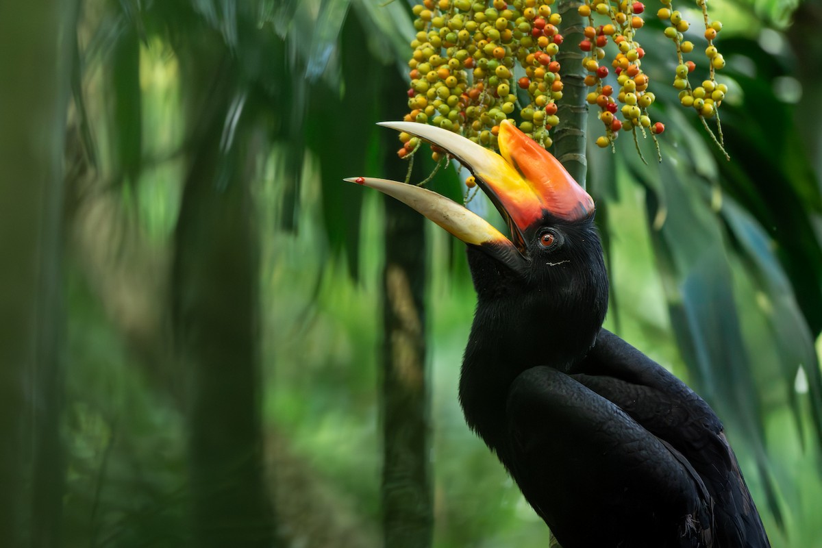 Rhinoceros Hornbill - ML644505952