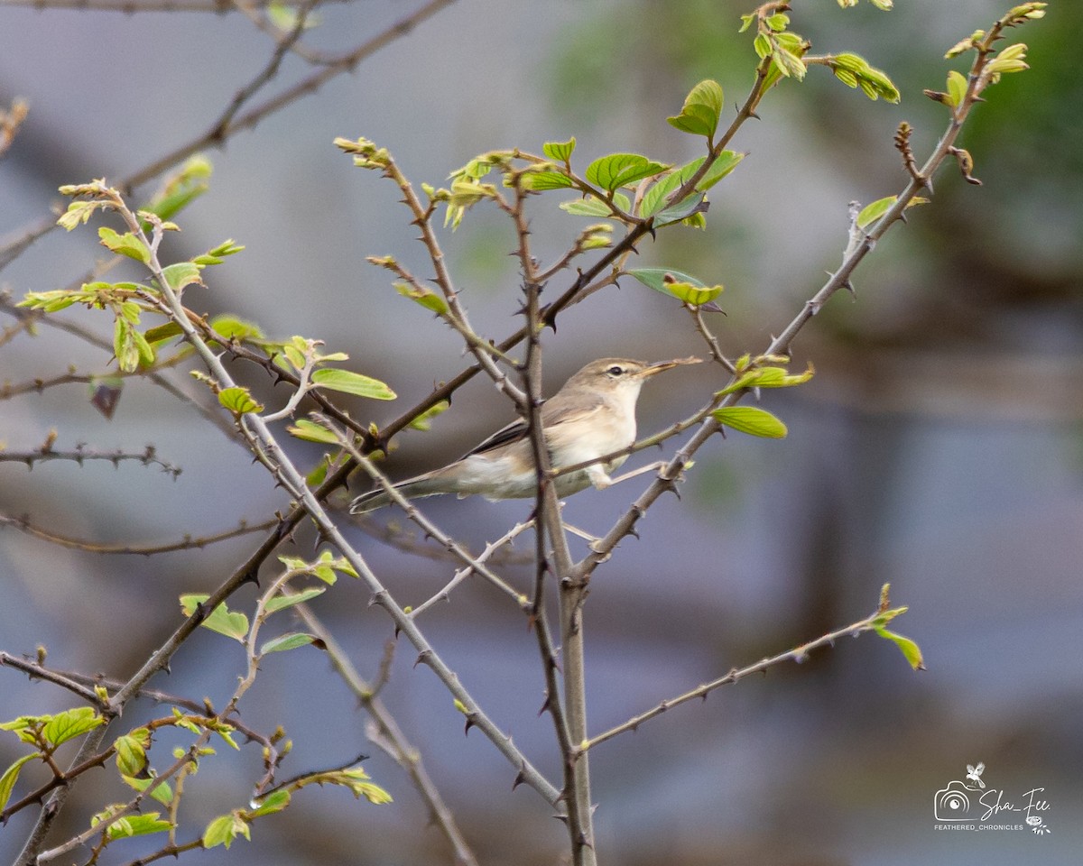 ヒメウタイムシクイ - ML644505953