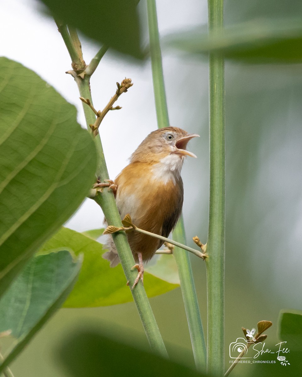 Tawny-bellied Babbler - ML644505971