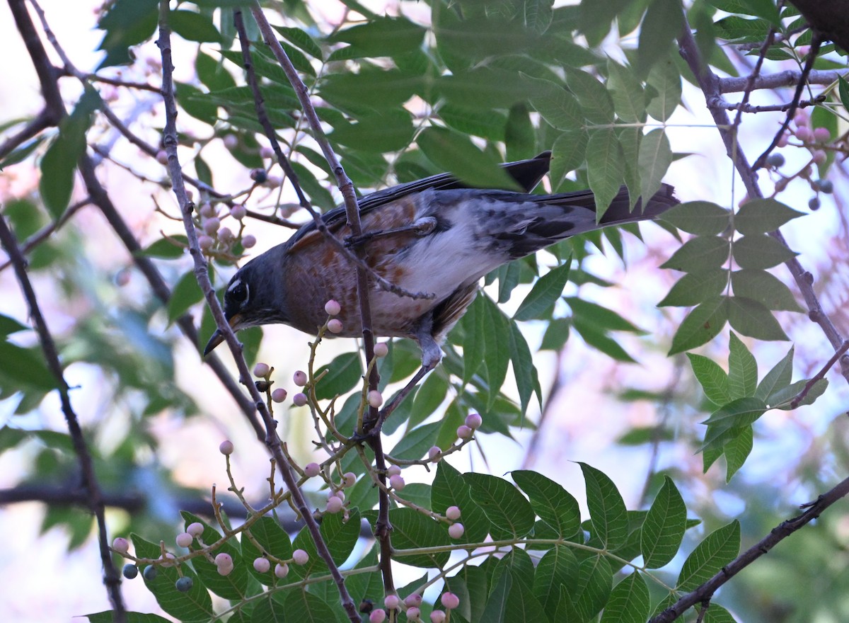 Merle d'Amérique - ML644505979