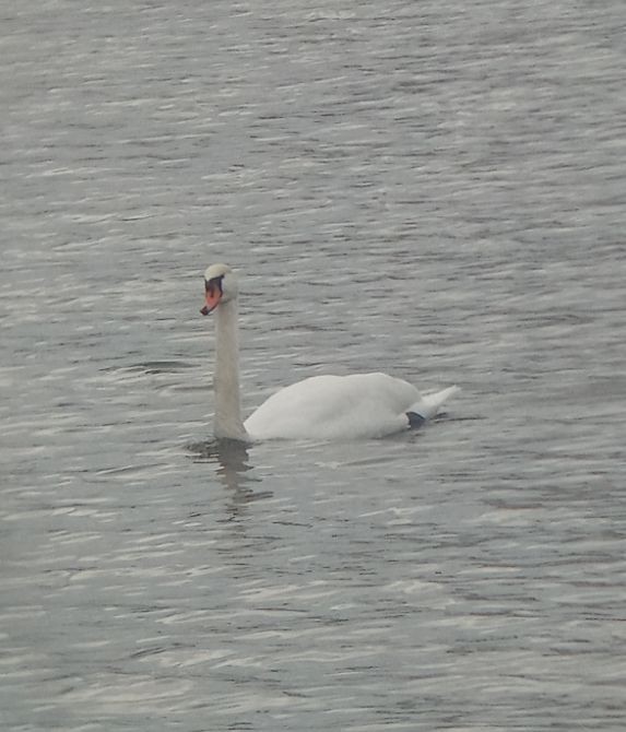 labuť velká - ML644505983