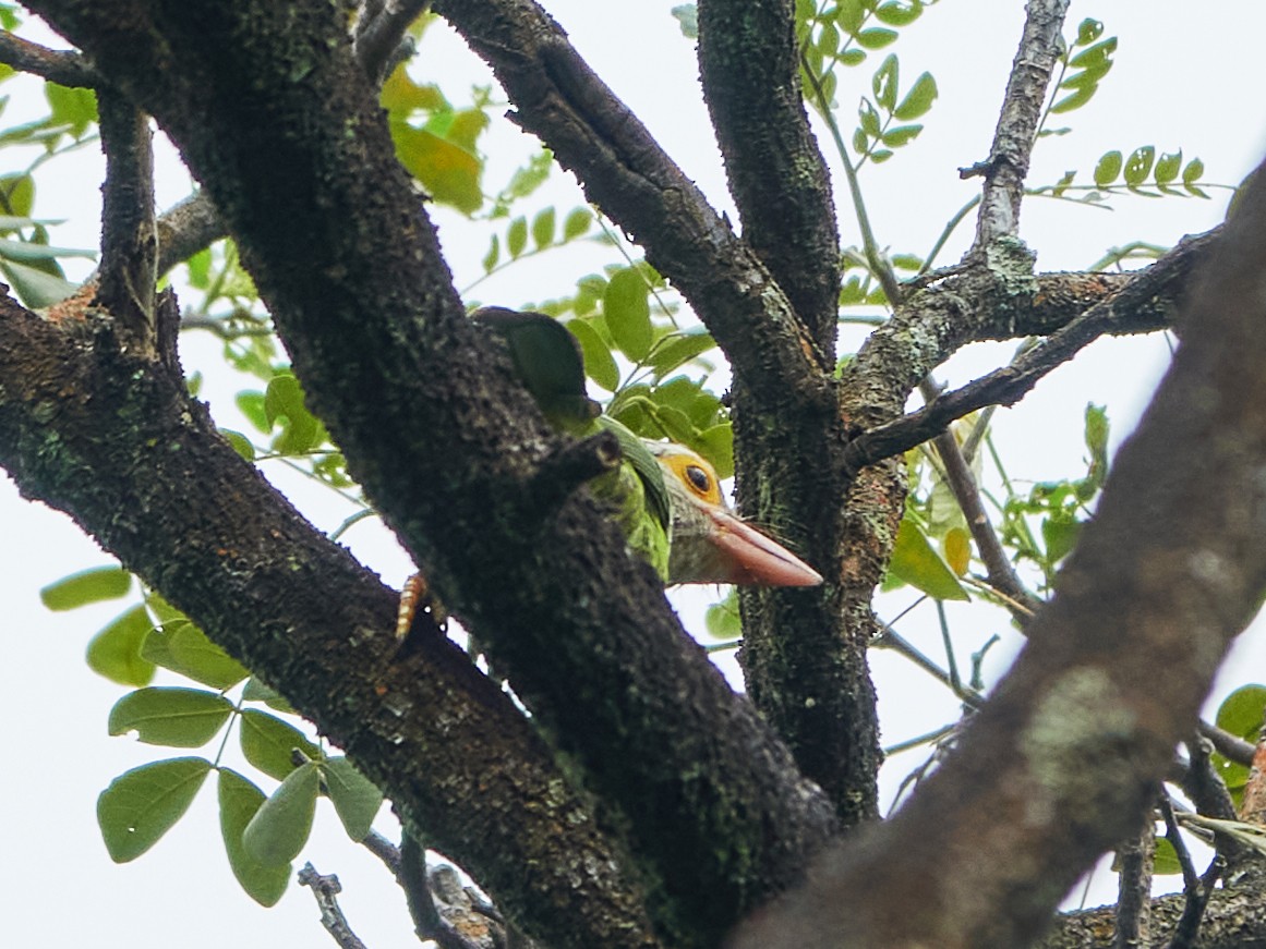 Lineated Barbet - ML644505985