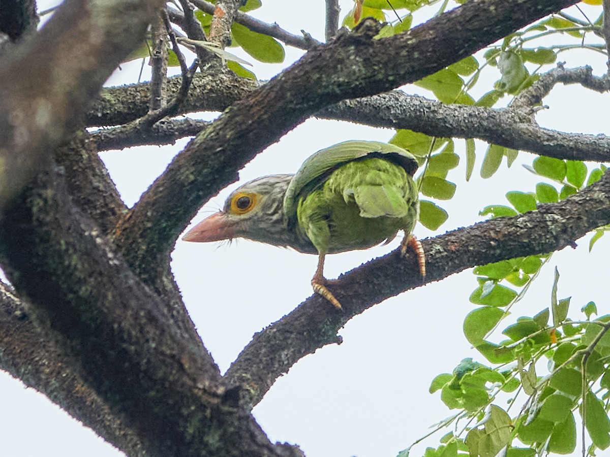 Lineated Barbet - ML644505986