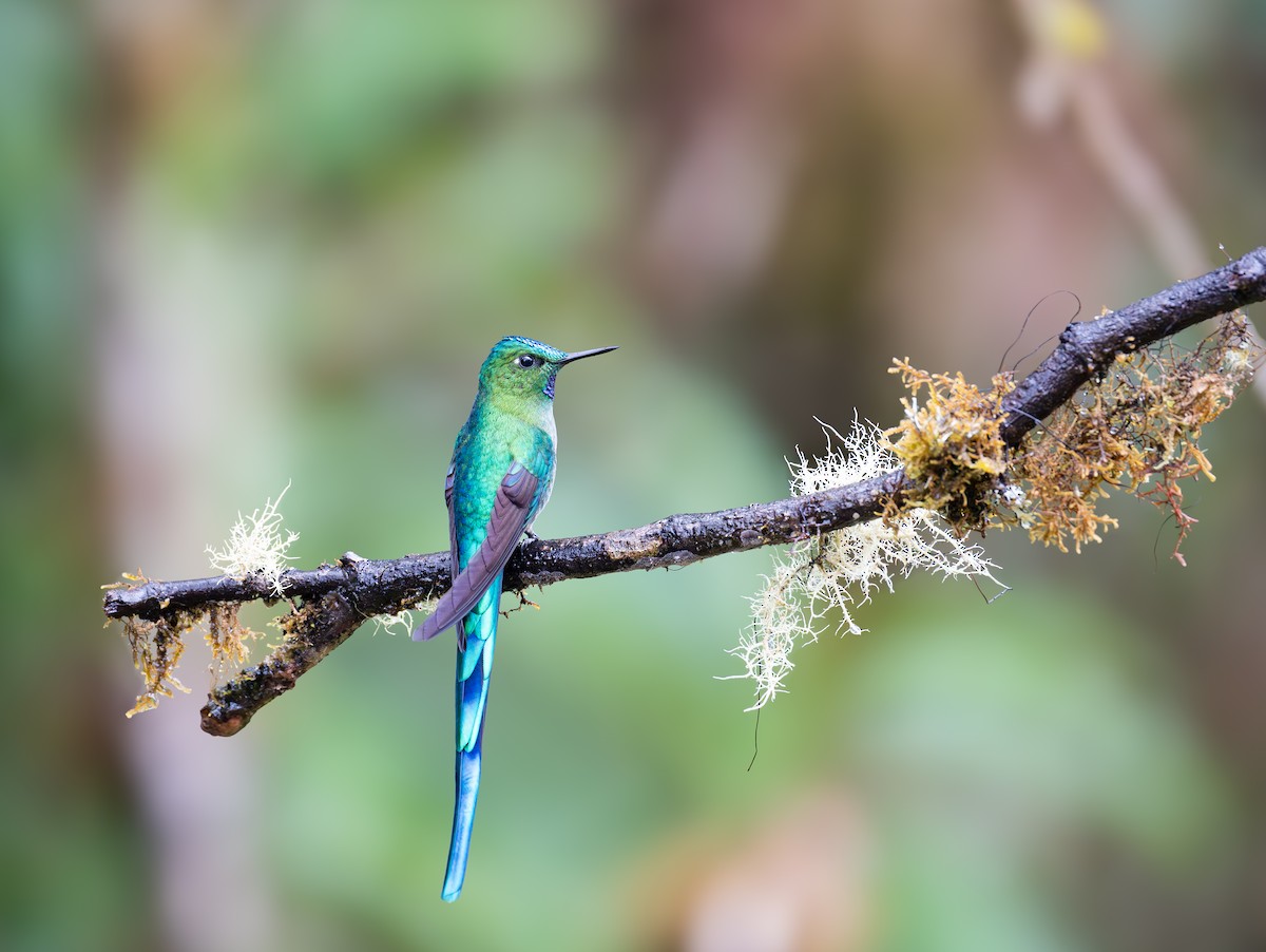 Long-tailed Sylph - ML644505995