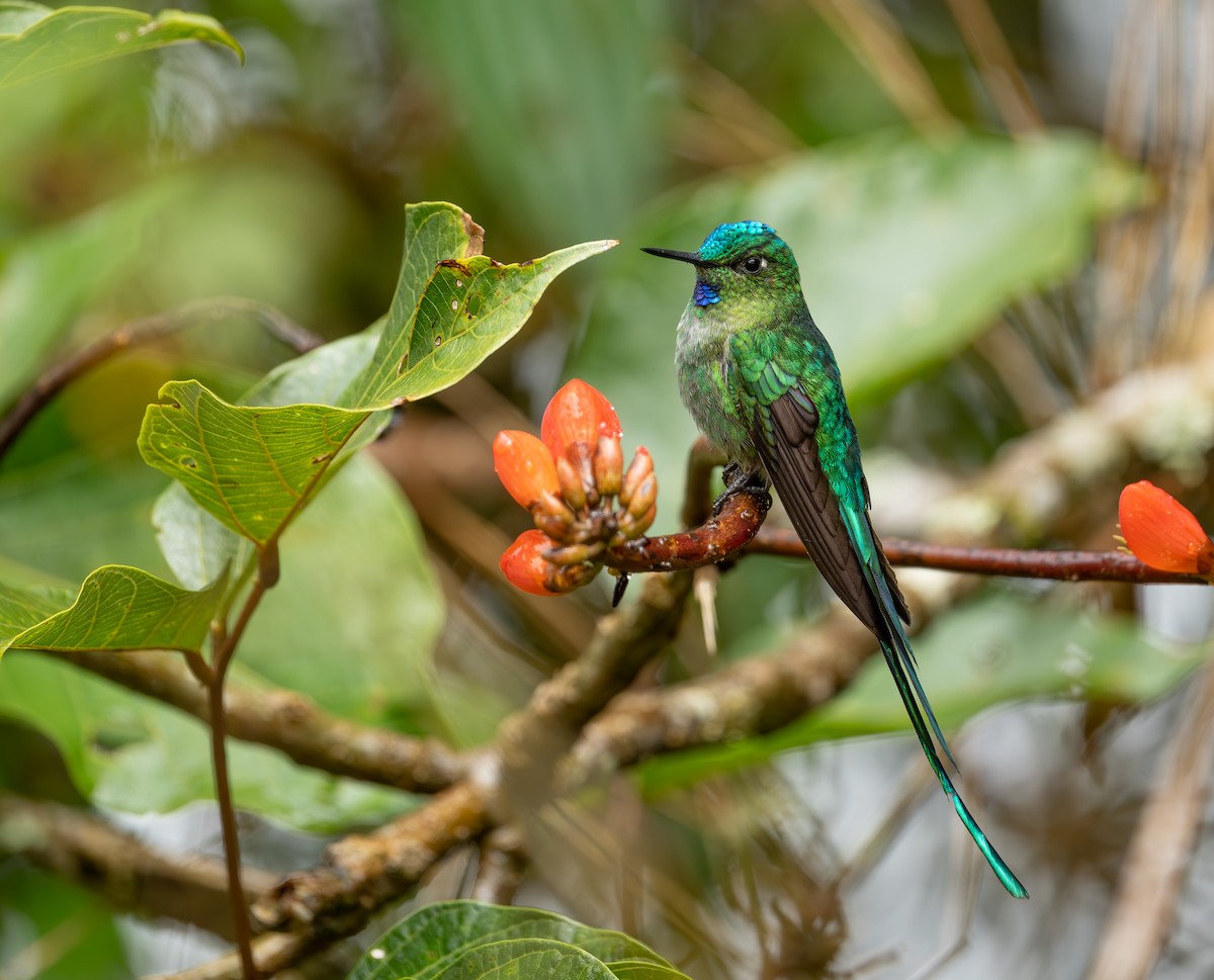 Long-tailed Sylph - ML644505996
