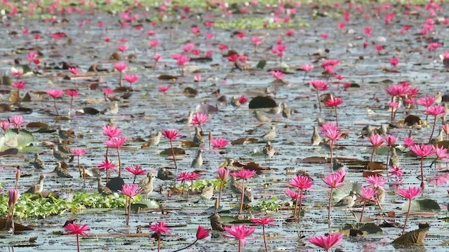 Urre-txirri siberiarra - ML644505999