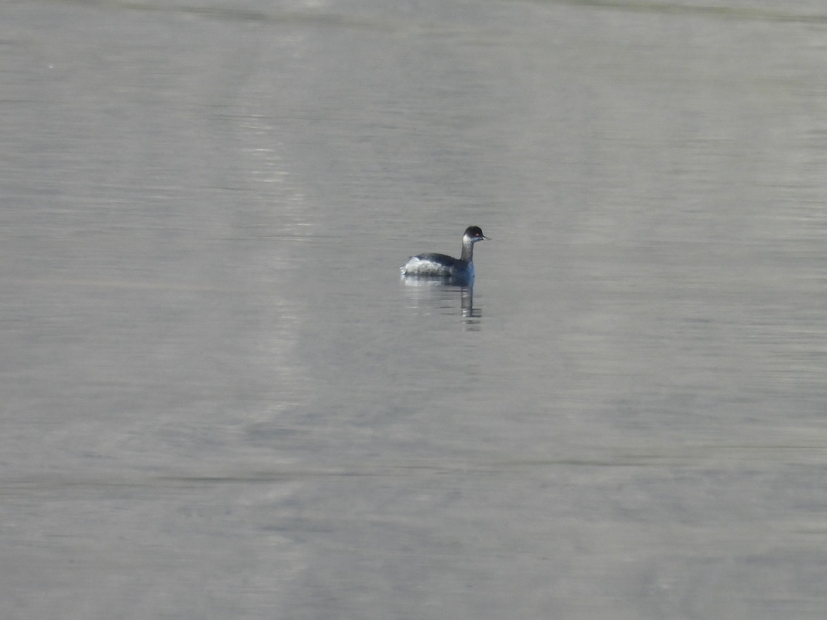 Eared Grebe - ML644506005