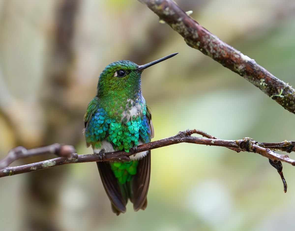 Emerald-bellied Puffleg - ML644506006
