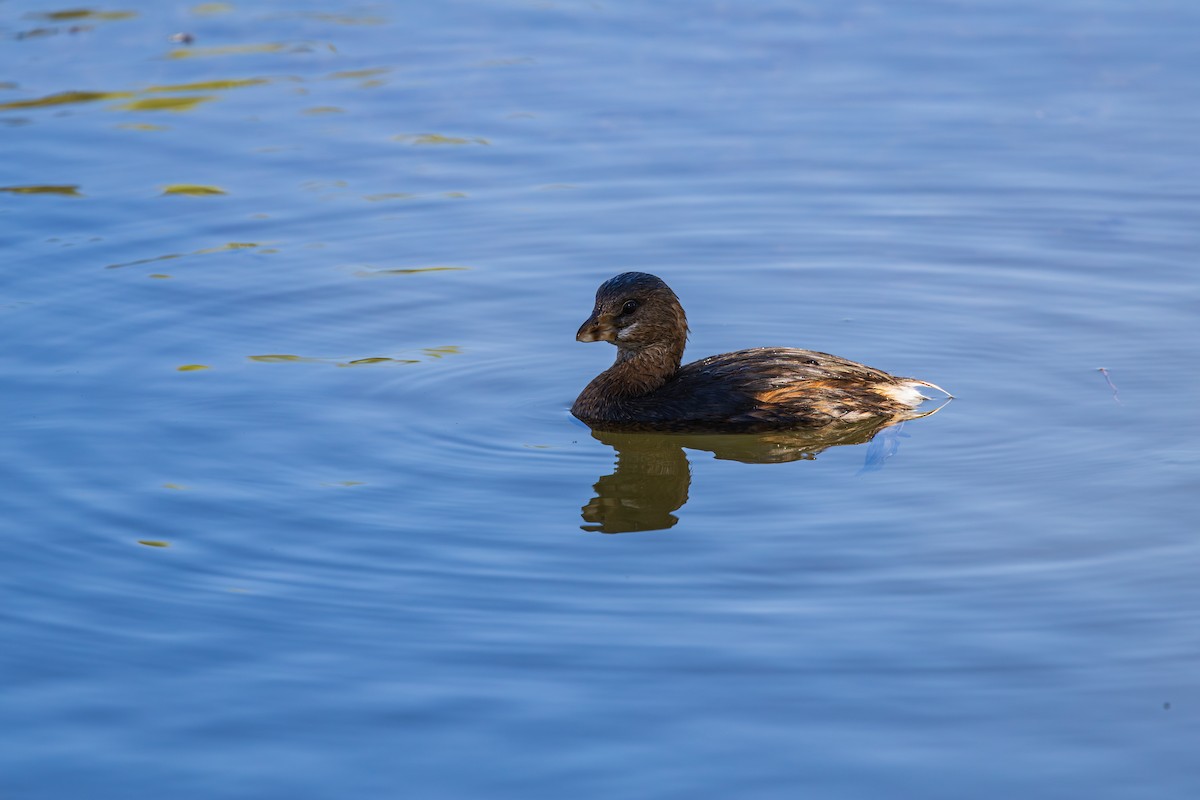 Pied-billed Grebe - ML644506008