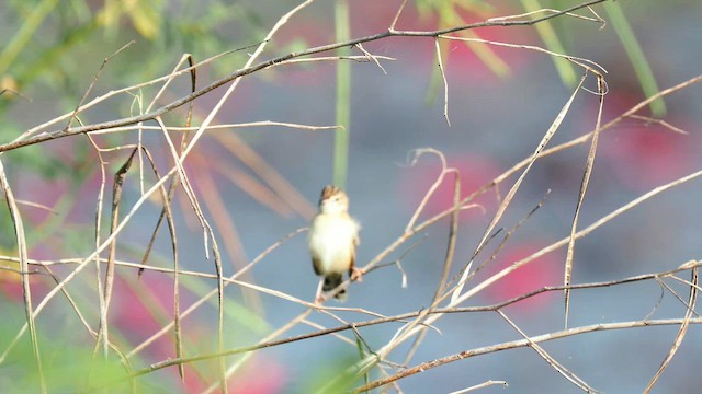 Zistensänger - ML644506009