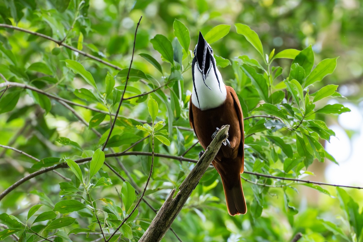 Araponga tricaronculé - ML644506014