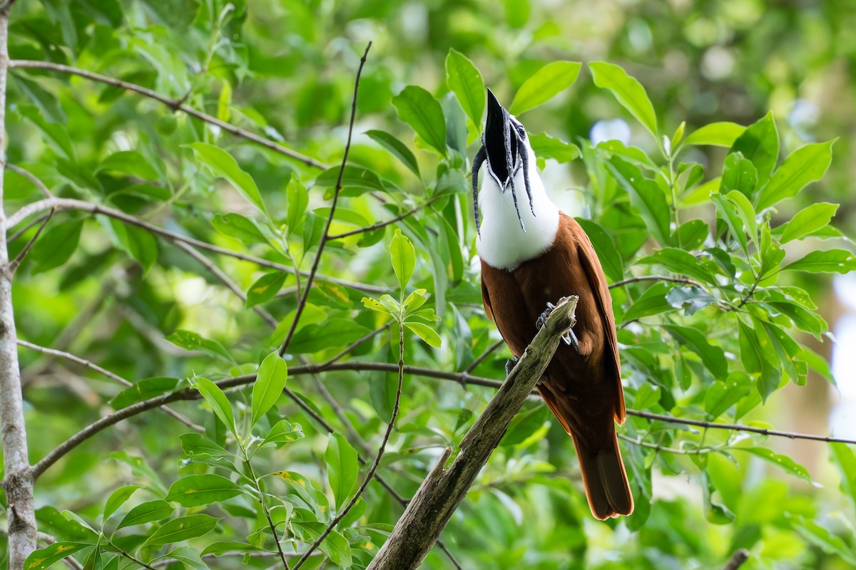 Araponga tricaronculé - ML644506015