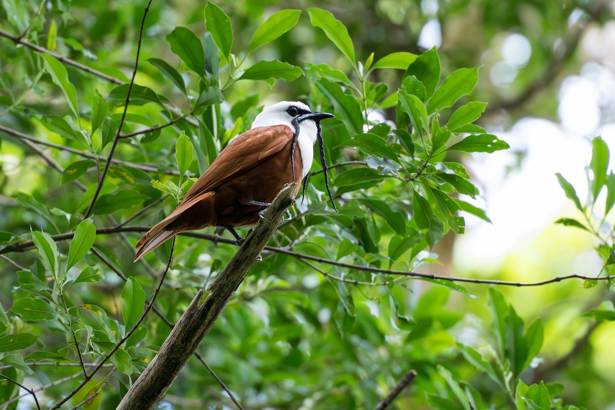 Araponga tricaronculé - ML644506016