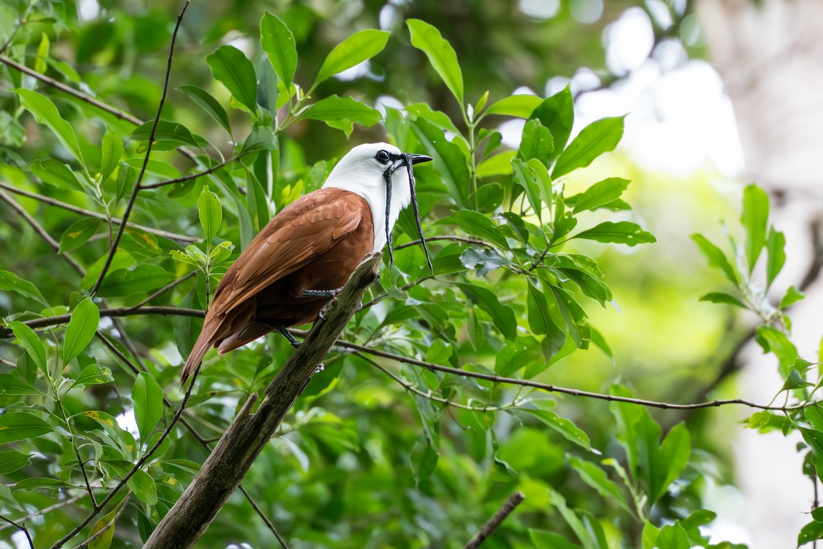 Araponga tricaronculé - ML644506017