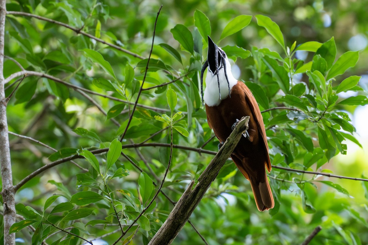 Araponga tricaronculé - ML644506018