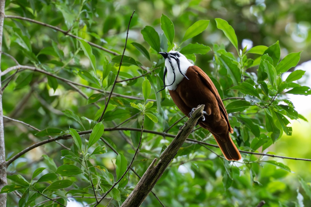 Araponga tricaronculé - ML644506019