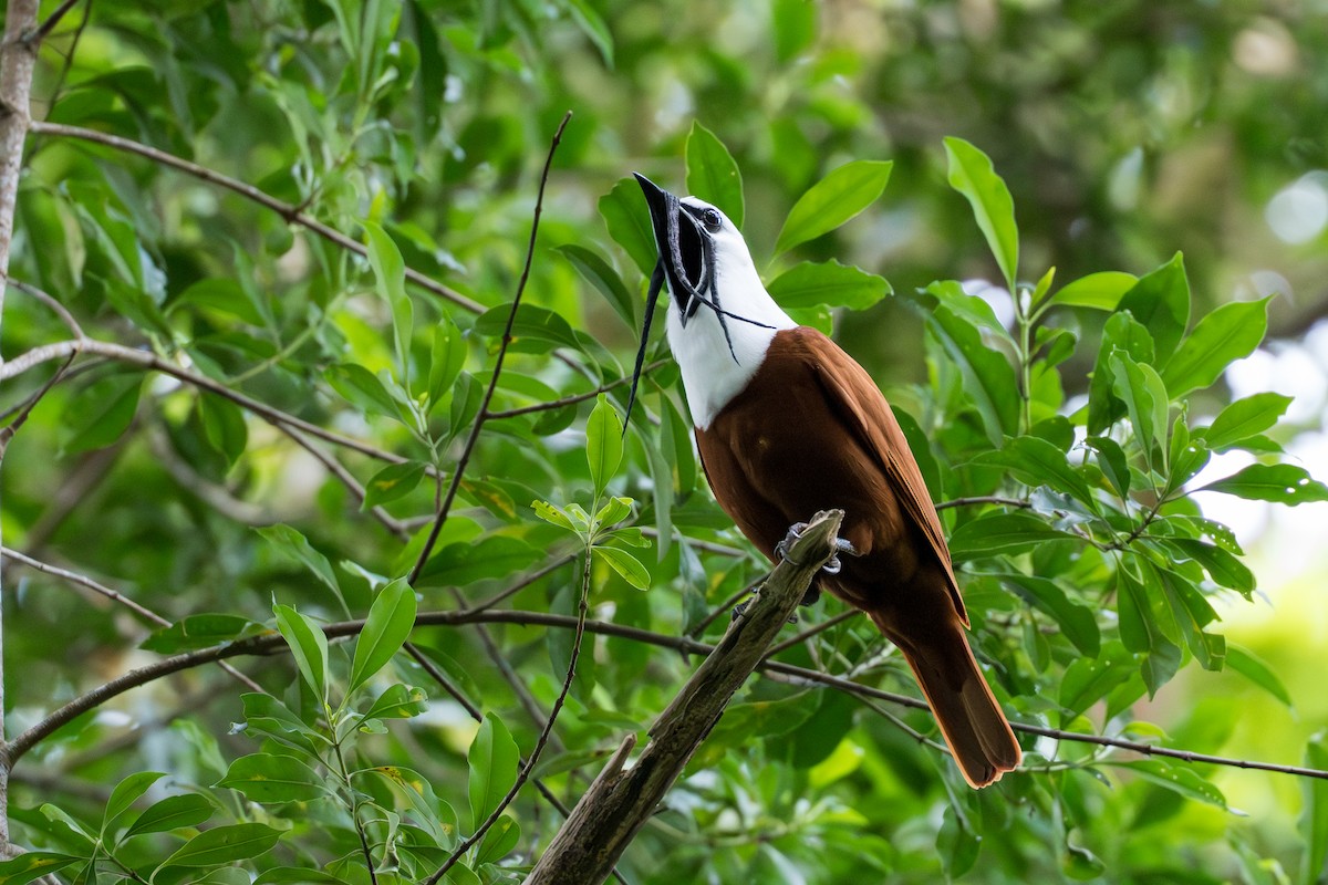 Araponga tricaronculé - ML644506020