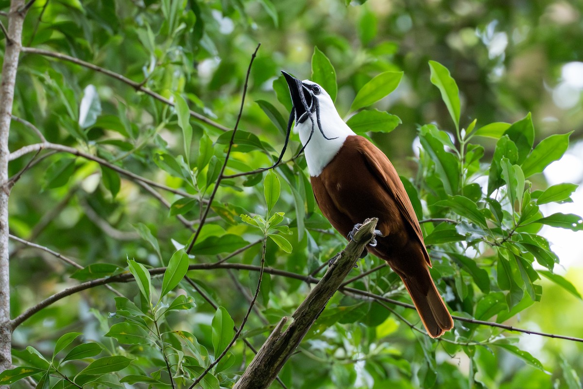 Araponga tricaronculé - ML644506021